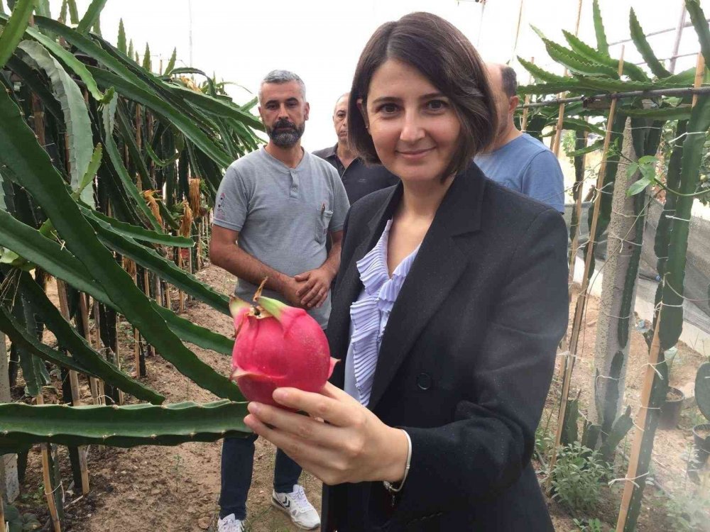 Osmaneli’de ilk defa yetiştirilen tropikal ejder meyvesinin hasadı yapıldı