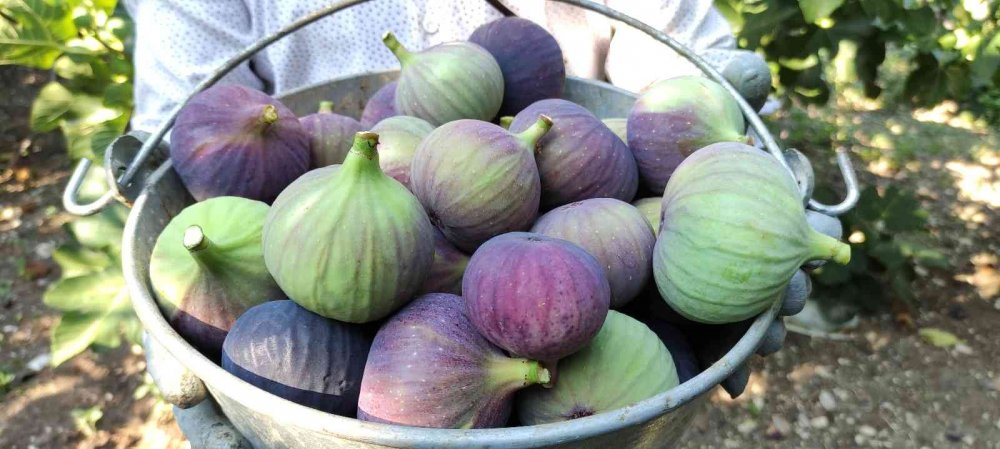 Dünyaca ünlü siyah incirde hasat başladı