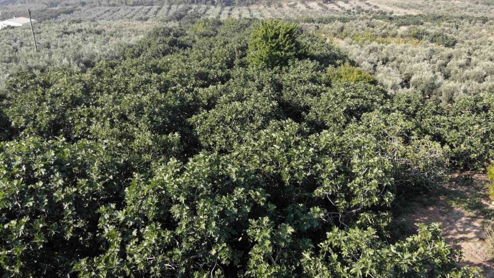Dünyaca ünlü siyah incirde hasat başladı