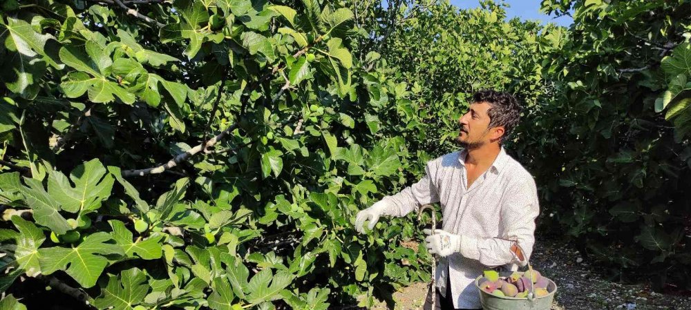 Dünyaca ünlü siyah incirde hasat başladı