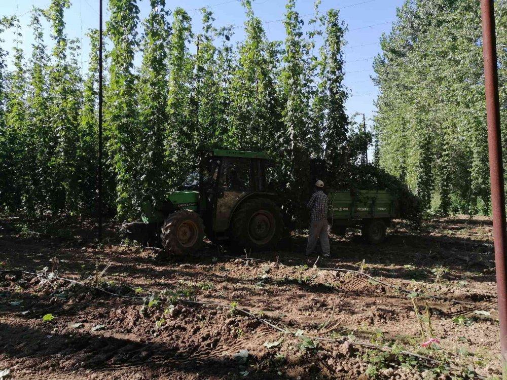 Şerbetçi otunun hasadı başladı