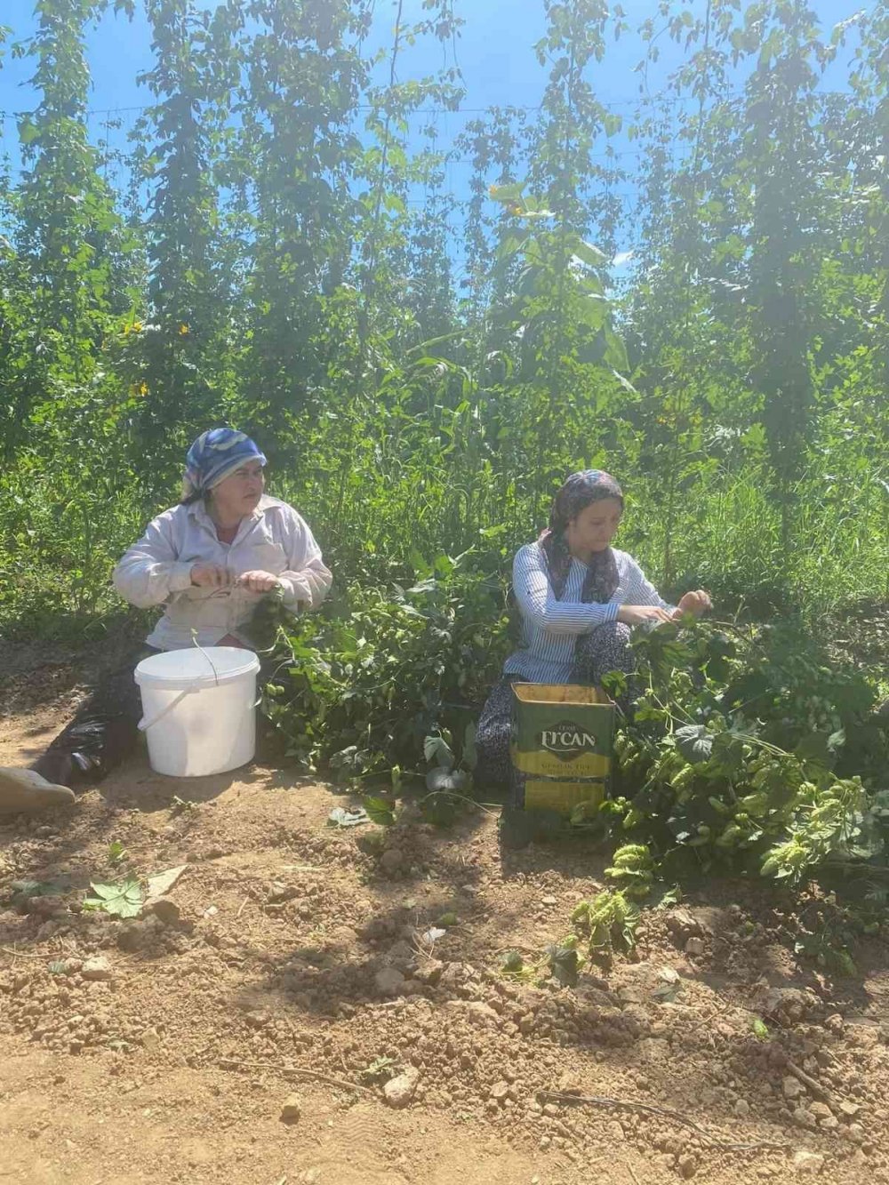 Şerbetçi otunun hasadı başladı