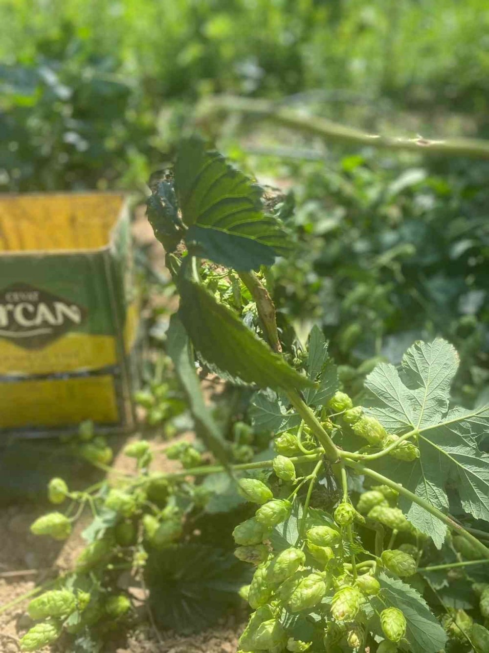 Şerbetçi otunun hasadı başladı