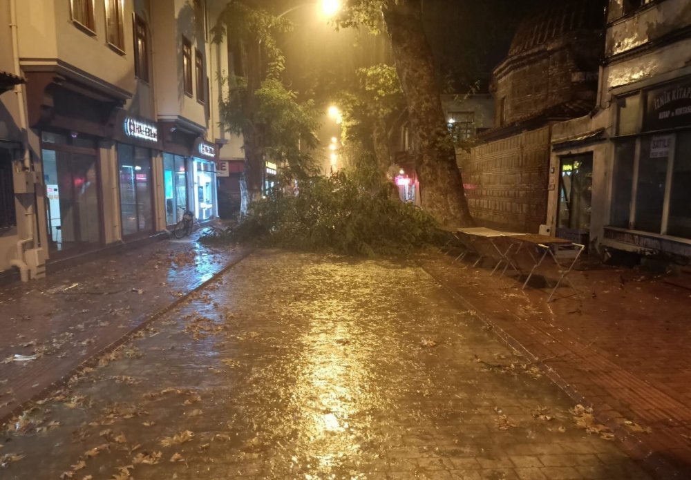 Şiddetli rüzgâr yüzyıllık ağacı devirdi