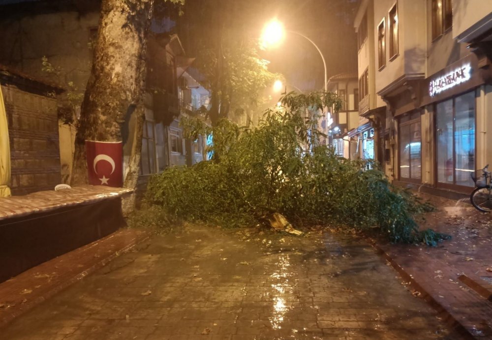 Şiddetli rüzgâr yüzyıllık ağacı devirdi