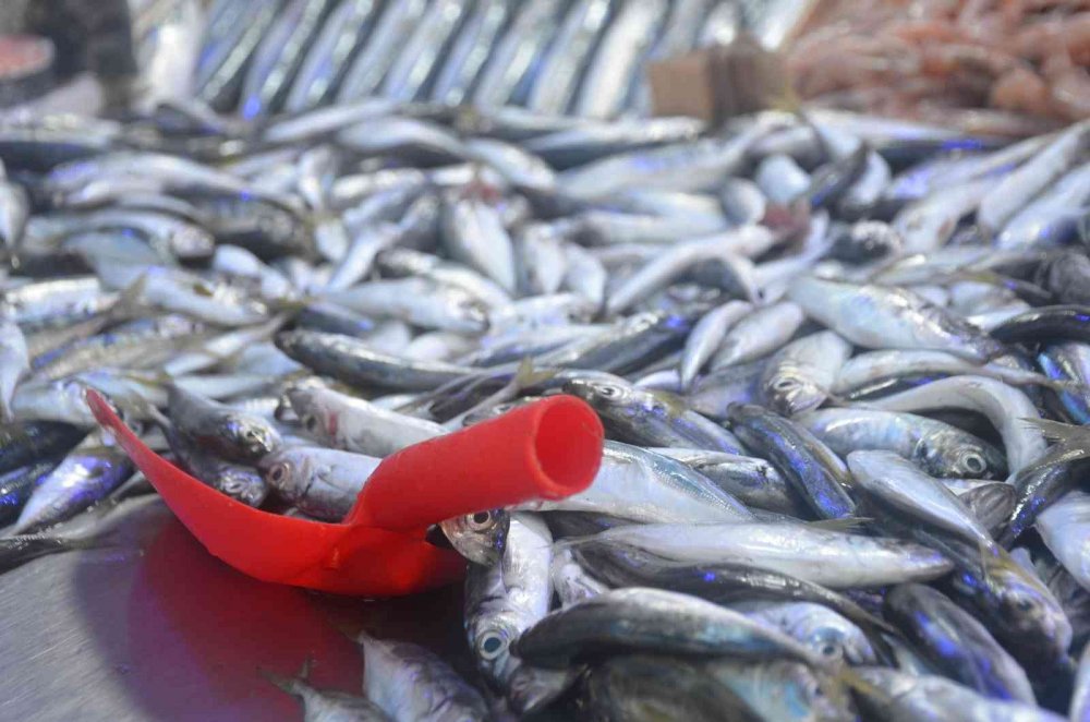 Sezonun ilk günlerinde balığa ilgi fazla