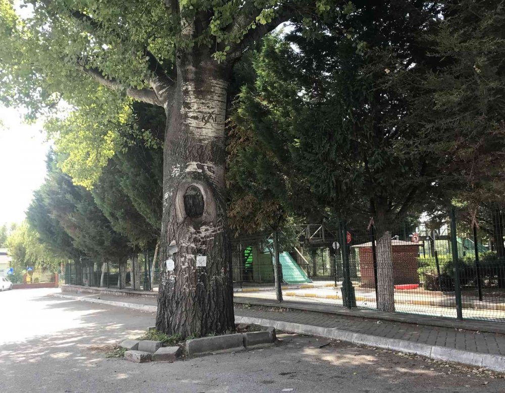 Yolda kalan ağaç dikkat çekti