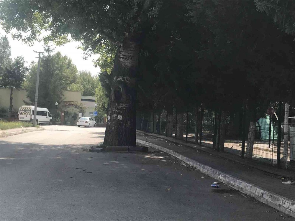 Yolda kalan ağaç dikkat çekti