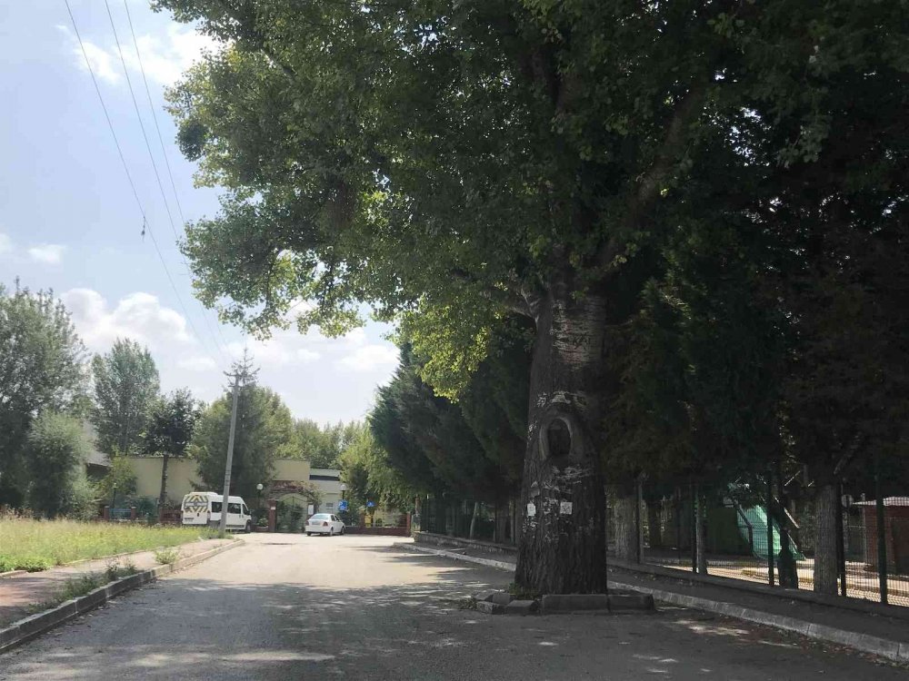 Yolda kalan ağaç dikkat çekti
