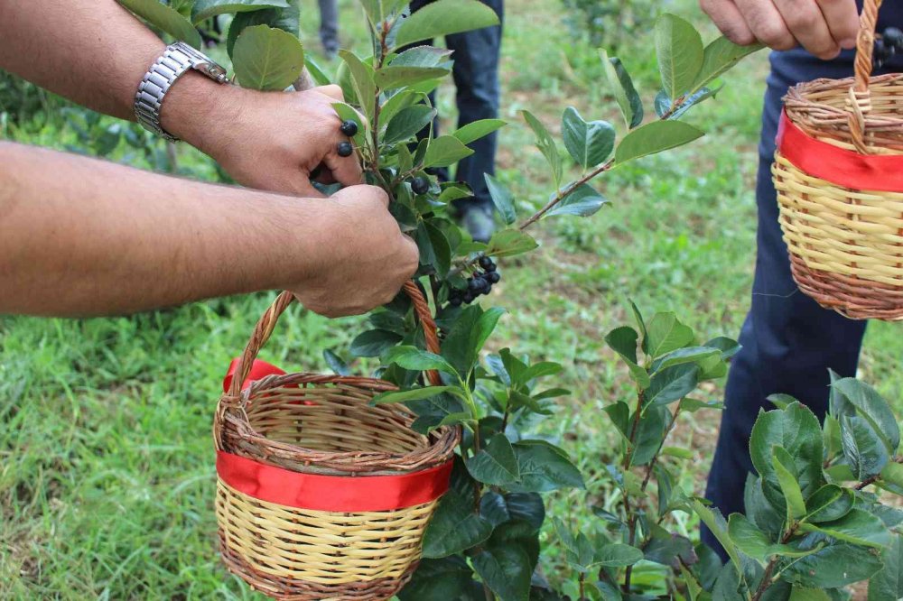 Yaşı 90, kurusu ise 450 TL