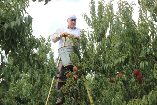 bilecik-bu-yil-36-bin-ton-seftali-ihrac-etti2.jpg