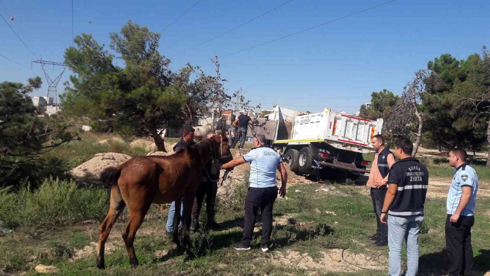 Başıboş atlar yakalandı