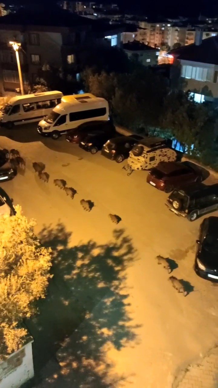 Domuz sürüsü şehir merkezine indi