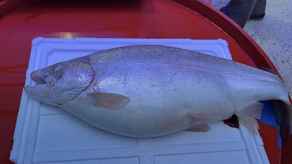 8 kiloluk somon balığı yakalandı