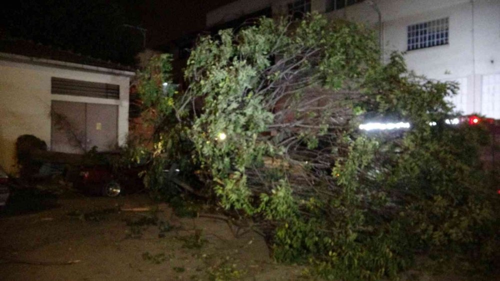 Ağaç park halindeki 3 otomobilin üzerine devrildi