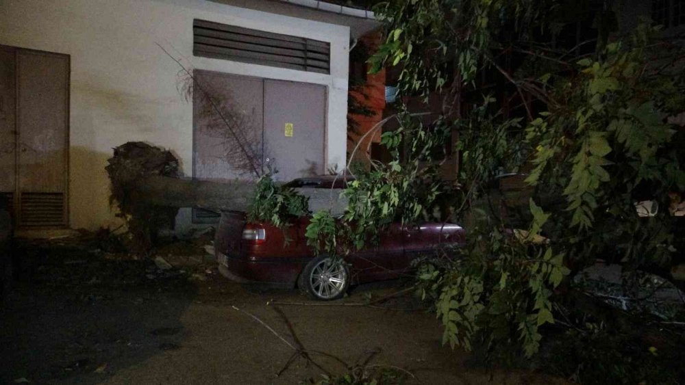 Ağaç park halindeki 3 otomobilin üzerine devrildi