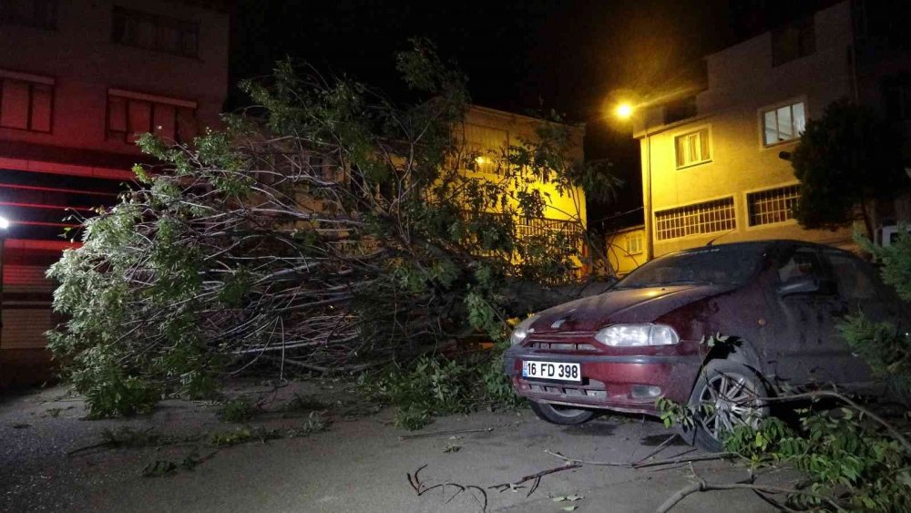 Ağaç park halindeki 3 otomobilin üzerine devrildi