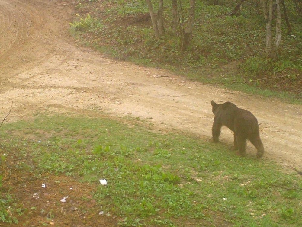 Ayı ve çakal sürüsü fotokapana takıldı