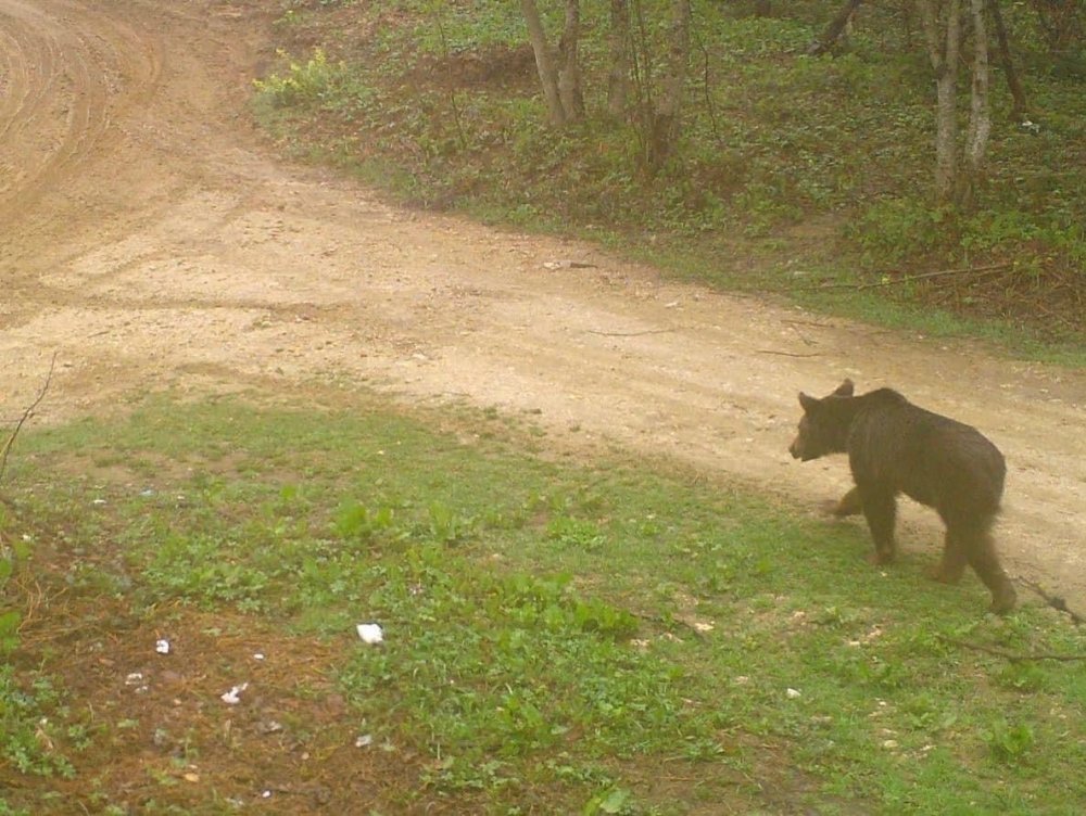 Ayı ve çakal sürüsü fotokapana takıldı