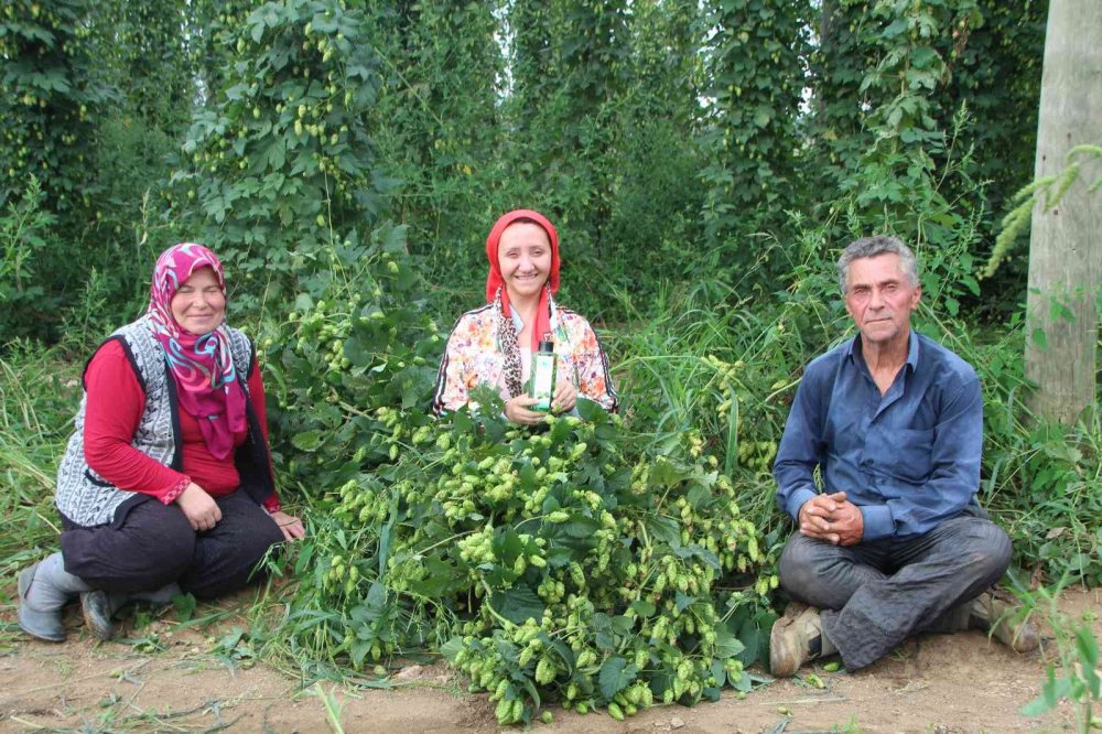 şerbetçi otunun kolonyasında seri üretime geçilecek