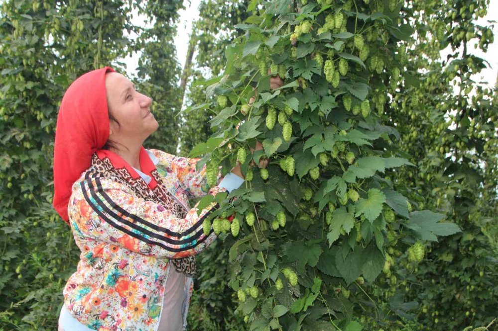 şerbetçi otunun kolonyasında seri üretime geçilecek