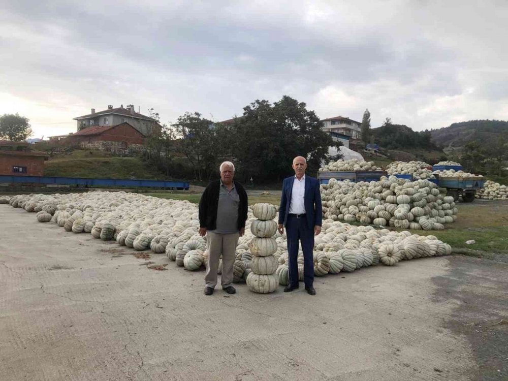 Kestane kabağının hasadı yapıldı