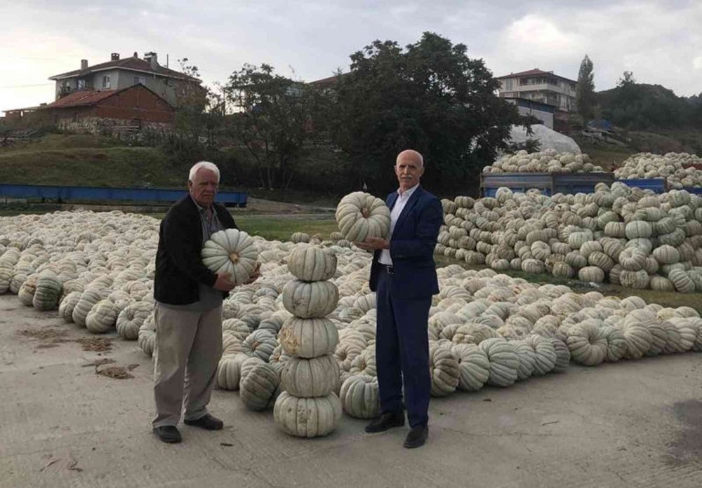 Kestane kabağının hasadı yapıldı