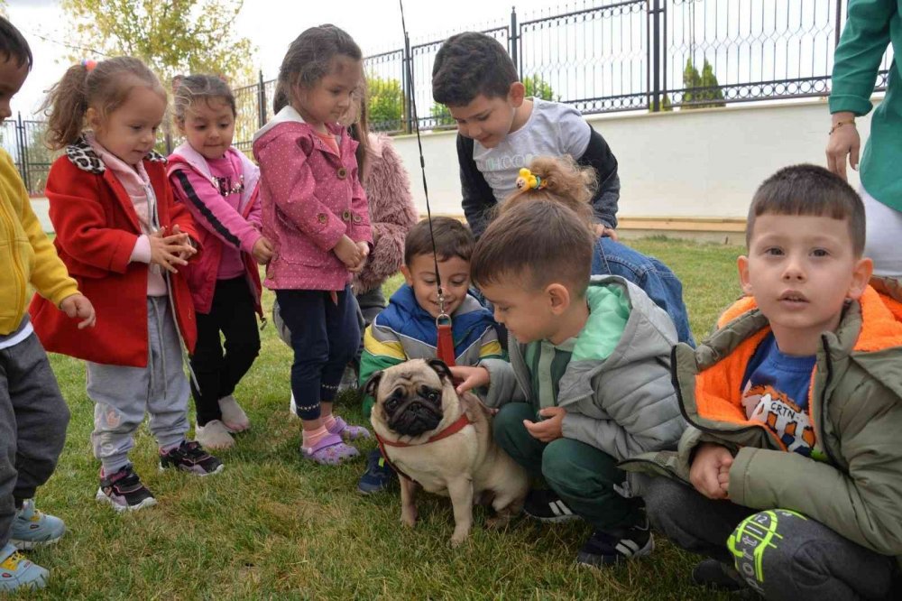 Minik öğrencilerden sokak hayvanları için yuva