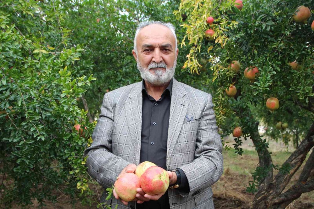 ’Deve Dişi’ narında üretici bu yıl rekolteden memnun, fiyatlardan değil