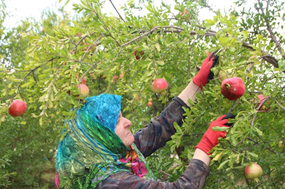 ’Deve Dişi’ narında üretici bu yıl rekolteden memnun, fiyatlardan değil