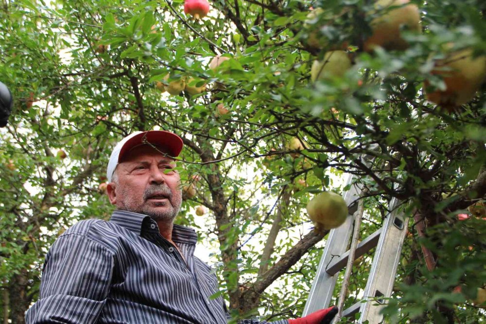 ’Deve Dişi’ narında üretici bu yıl rekolteden memnun, fiyatlardan değil