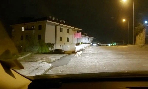 Caddeye inen tilki kamerada