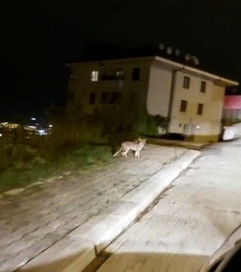 Caddeye inen tilki kamerada