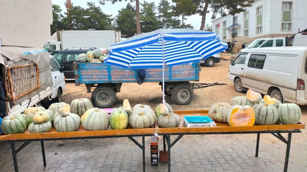 Mihalıççık’ta 30 kiloluk dev balkabaklarına ilgi yoğun