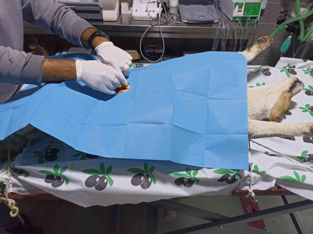 Osmaneli Belediyesi sokak hayvanlarına sahip çıkıyor