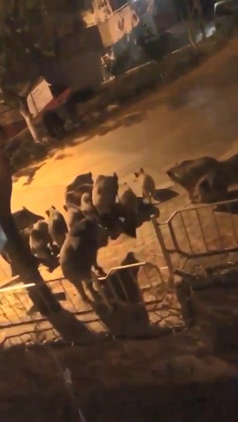 Aç kalan domuzlar şehre indi