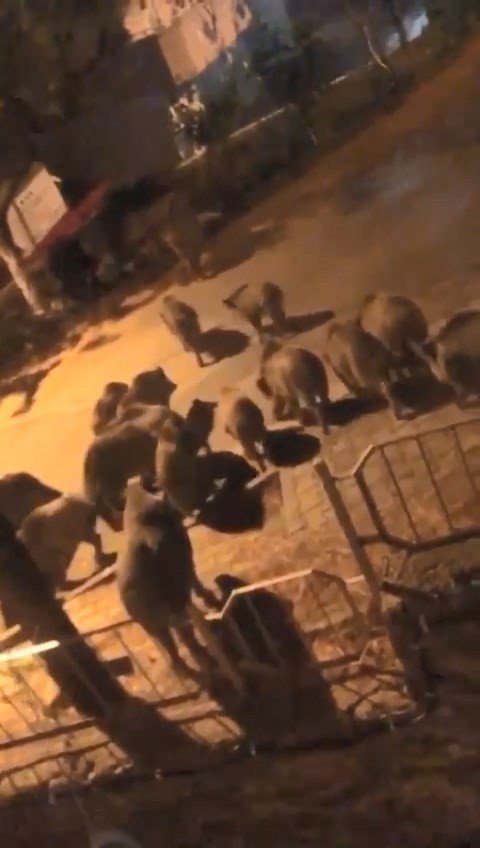 Aç kalan domuzlar şehre indi