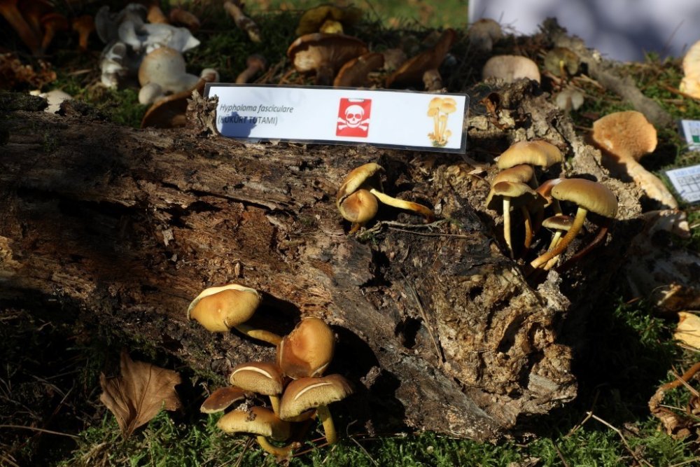 Türkiye’nin mantar avcıları Bursa’da buluştu