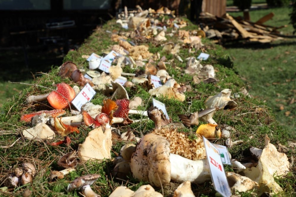 Türkiye’nin mantar avcıları Bursa’da buluştu