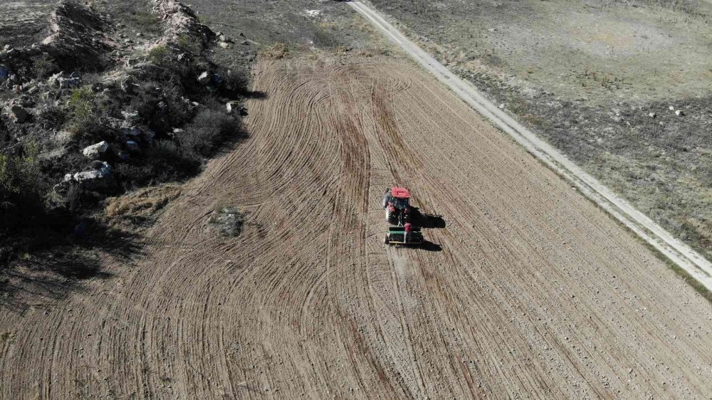 Buğday tohumlarının 8 aylık serüveni başladı