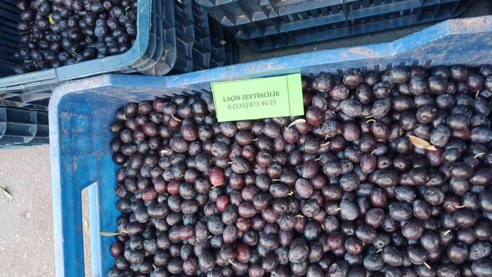 Laçin’de salamura işlemi başladı