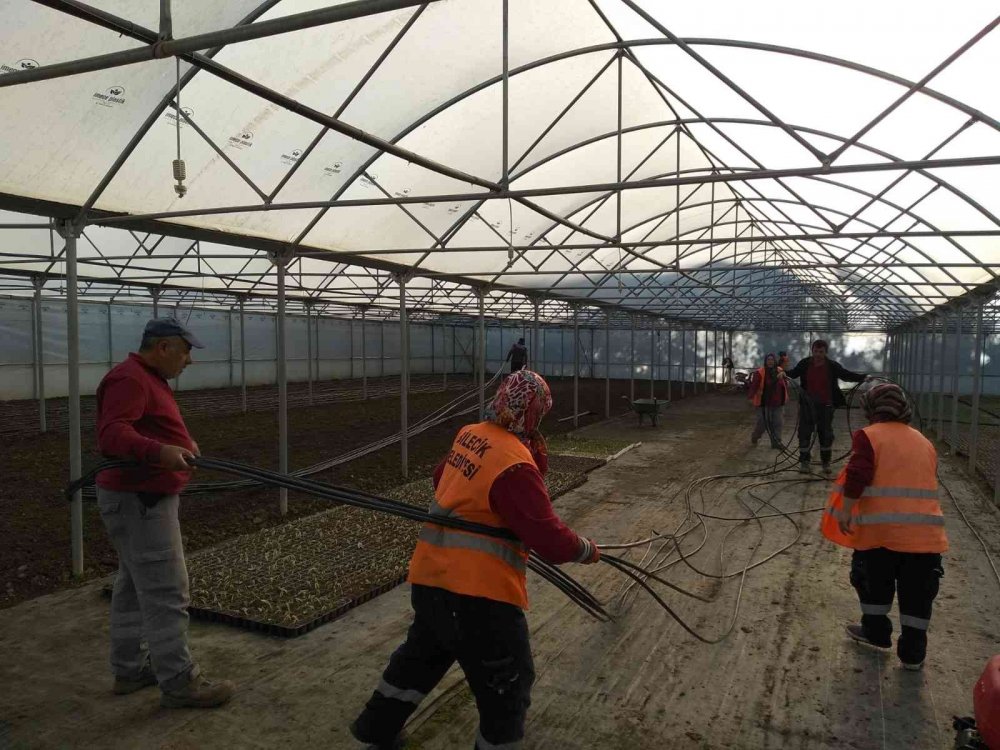 Peyzaj bitkilerinin yüzde 80’i belediye seralarında yetişiyor