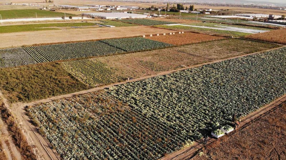 Kışlık lahanaların toprak mesaisi sona erdi