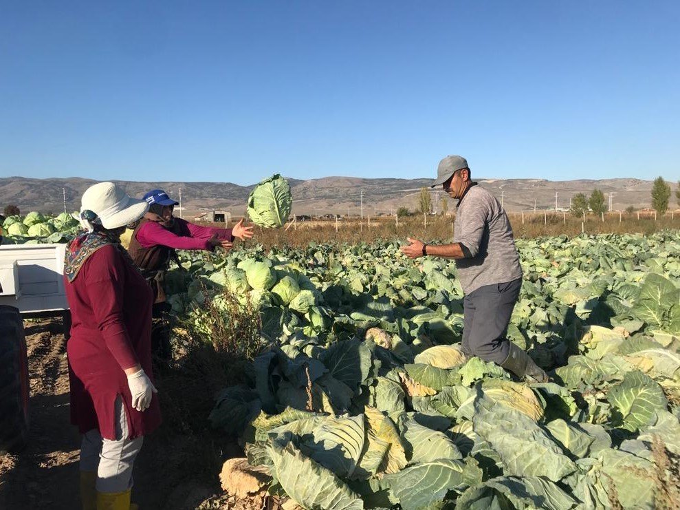 Kışlık lahanaların toprak mesaisi sona erdi