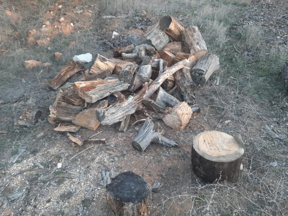 Ormanda kaçak odun kesen şahıs yakalandı