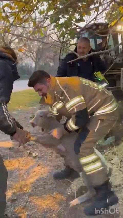 Su kanalına düşen kuzu için yolu kazdılar