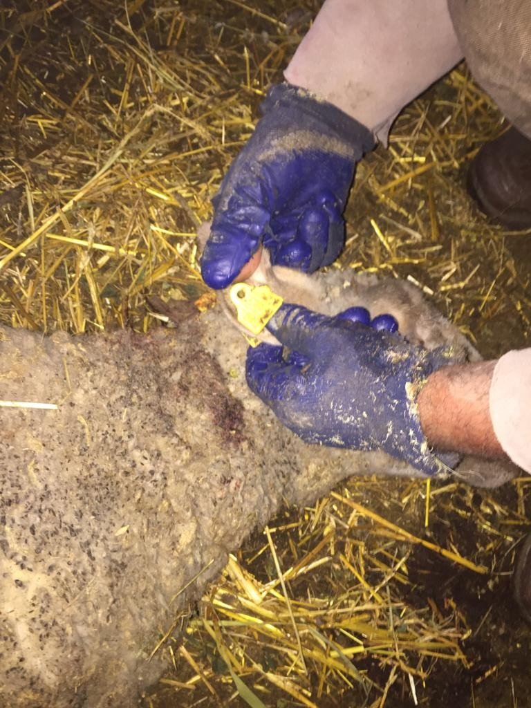 Sokak köpekleri 5 koyunu telef etti