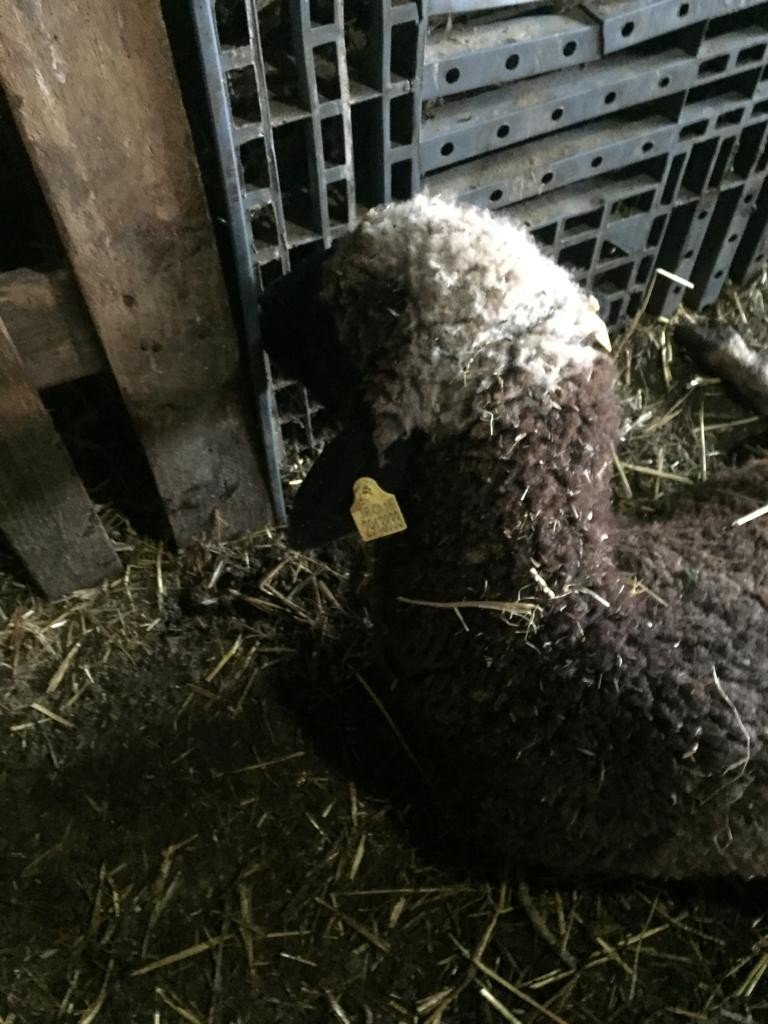 Sokak köpekleri 5 koyunu telef etti