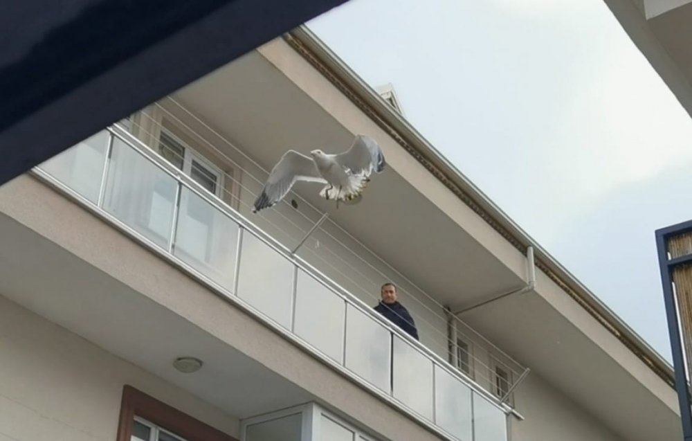 Bursa’da martı kurtarma operasyonu