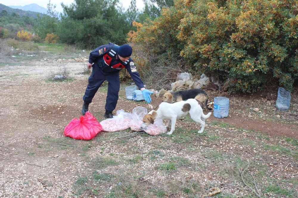 Sokak hayvanlarını elleriyle beslediler